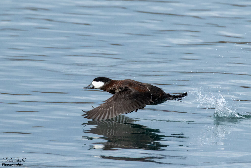 Ruddy Duck