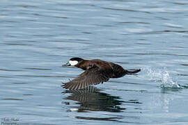 Ruddy Duck