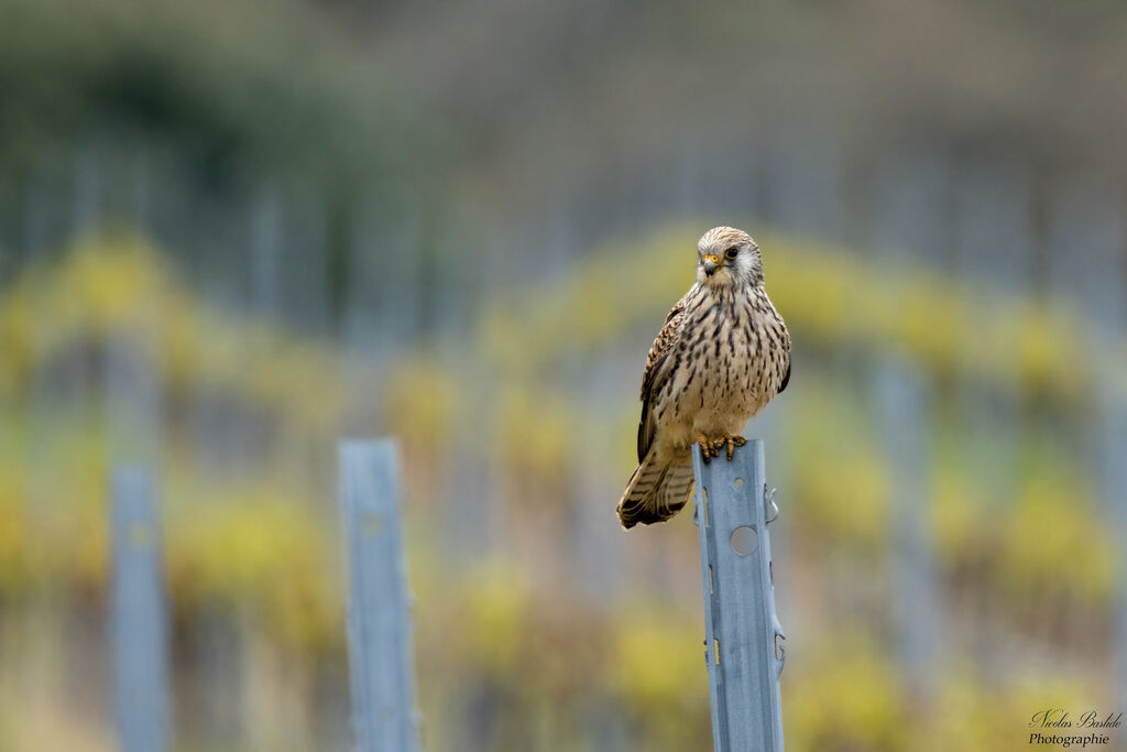 Lesser Kestrel