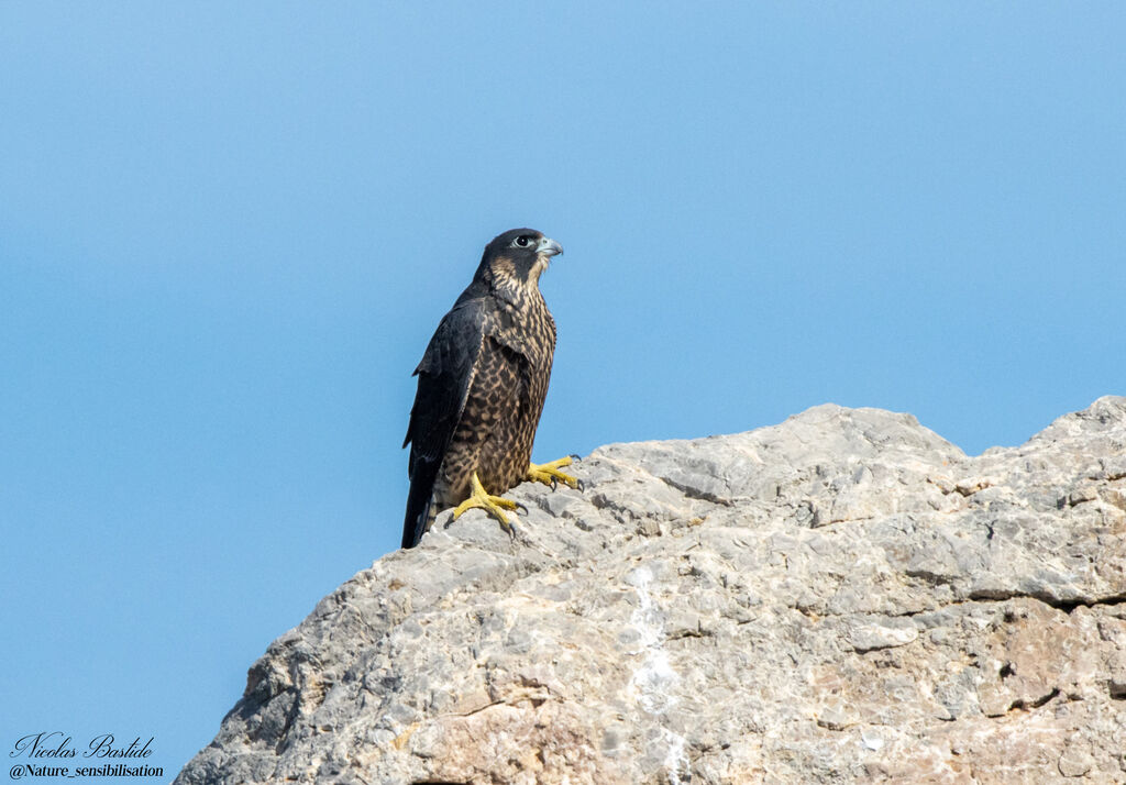 Peregrine Falcon