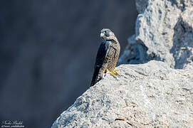 Peregrine Falcon