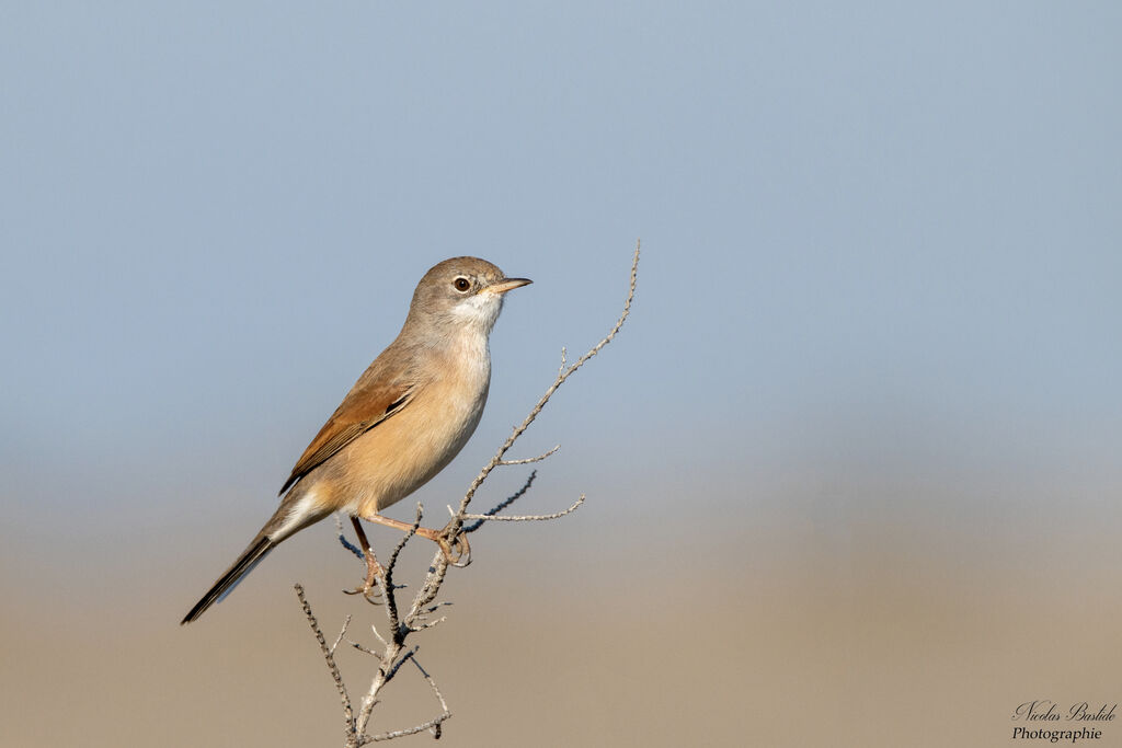 Spectacled Warbler