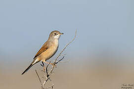 Spectacled Warbler