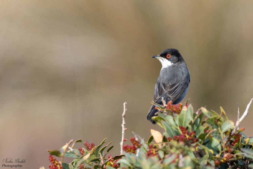 Sardinian Warbler