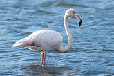 Flamant rose