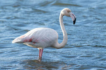 Flamant rose