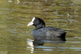 Eurasian Coot