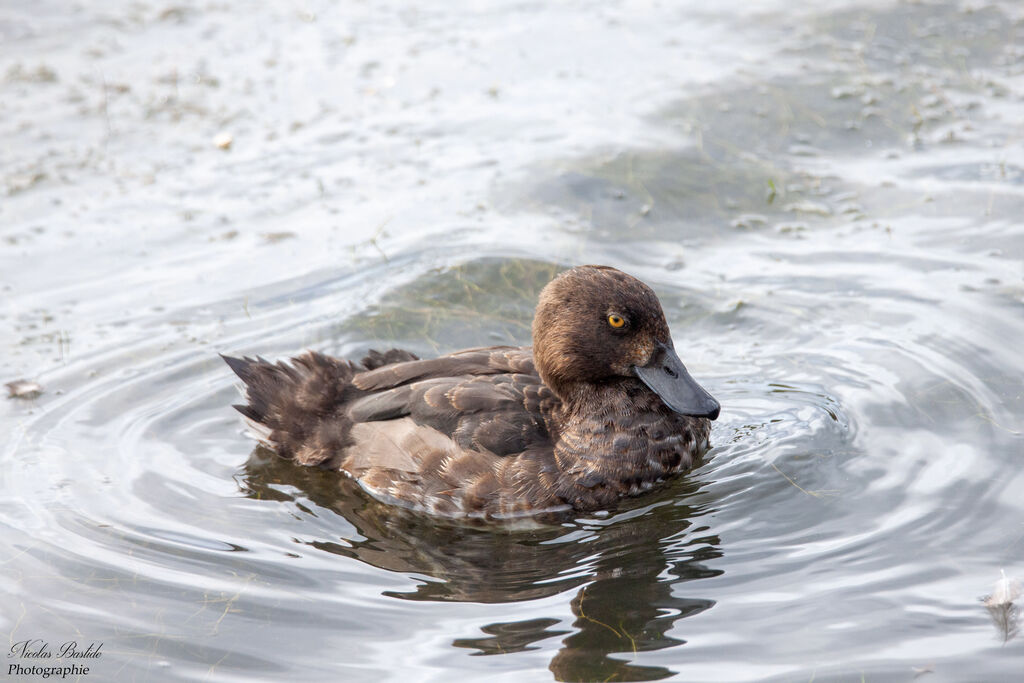 Greater Scaup