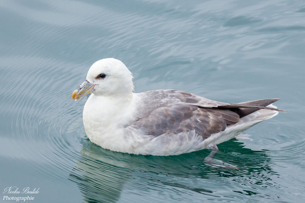 Northern Fulmar