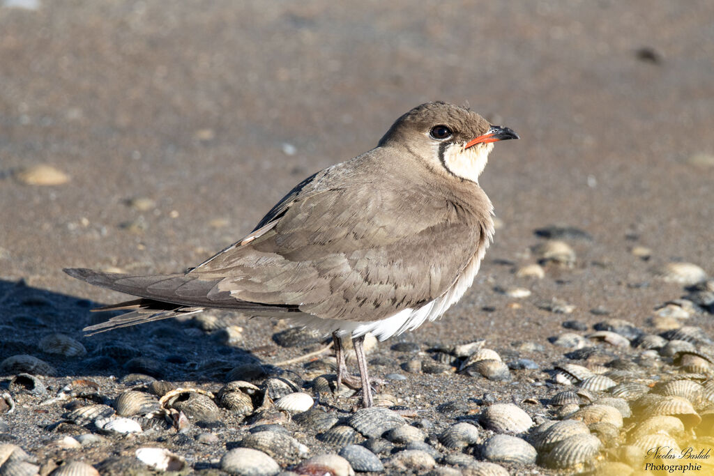 Collared Pratincole