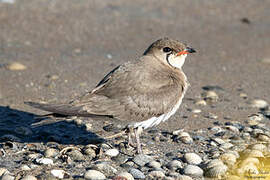 Collared Pratincole