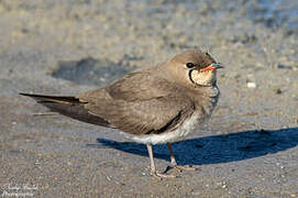 Collared Pratincole