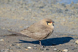 Collared Pratincole