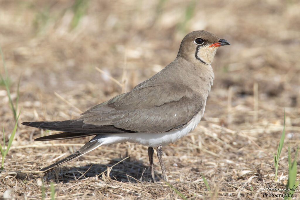 Glaréole à collier