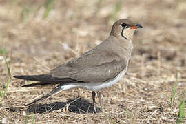 Collared Pratincole