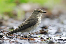 Spotted Flycatcher