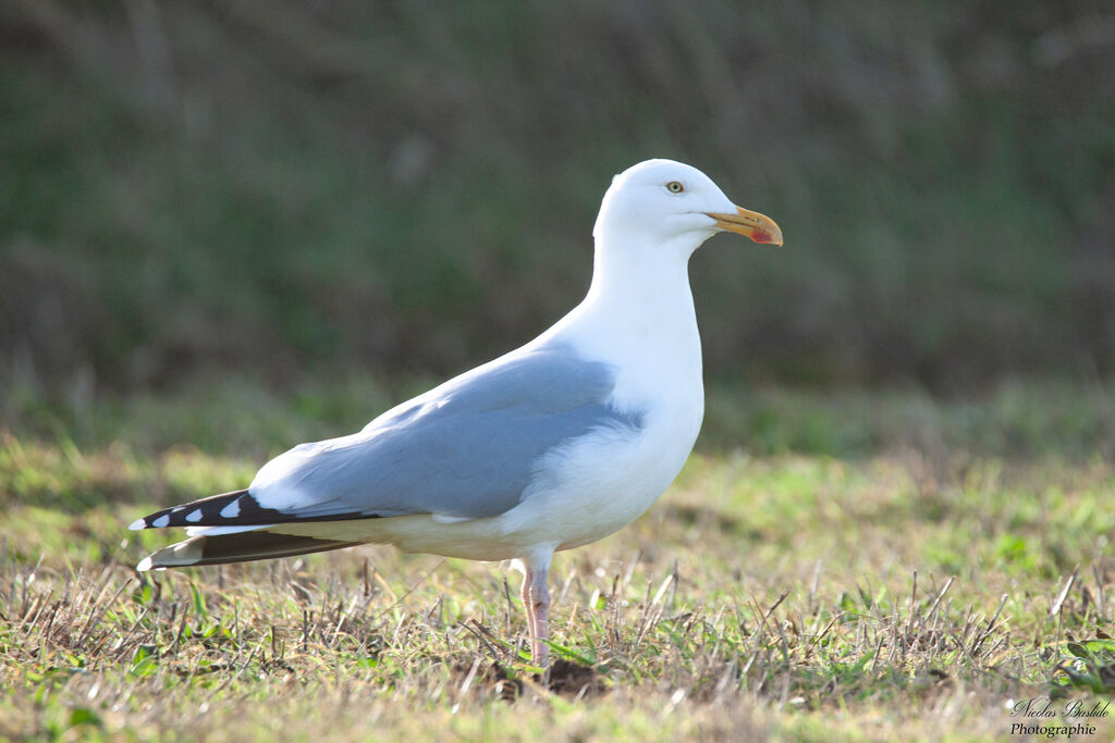 Goéland argenté