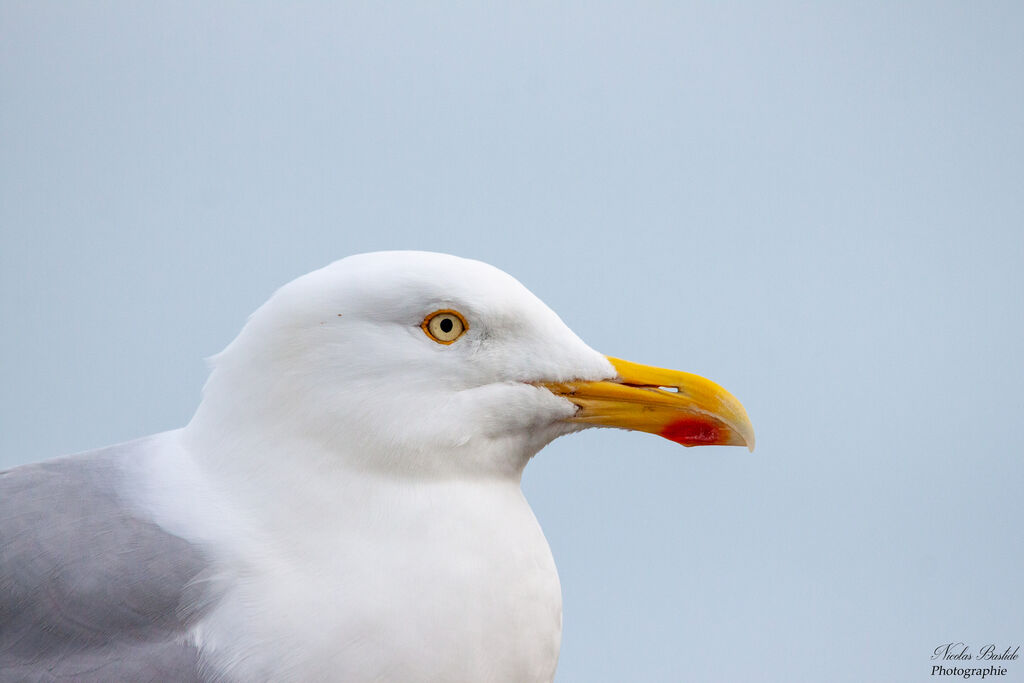 European Herring Gull