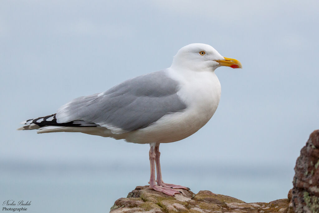 European Herring Gull