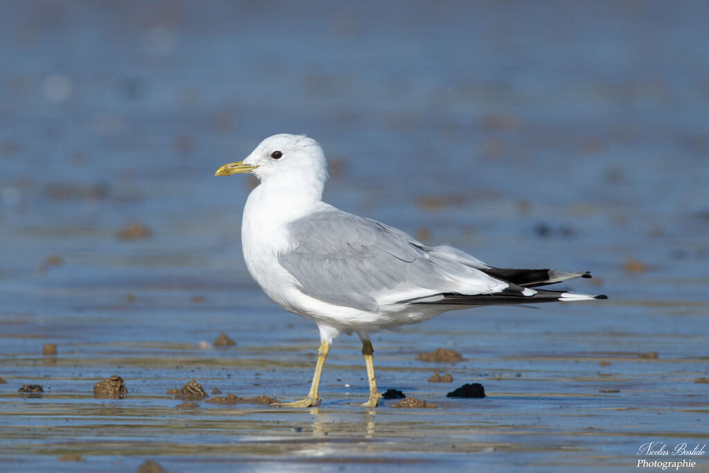 Common Gull