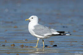 Common Gull