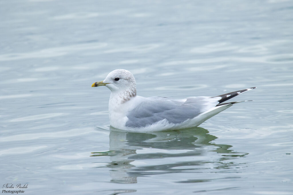 Common Gull