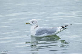 Common Gull