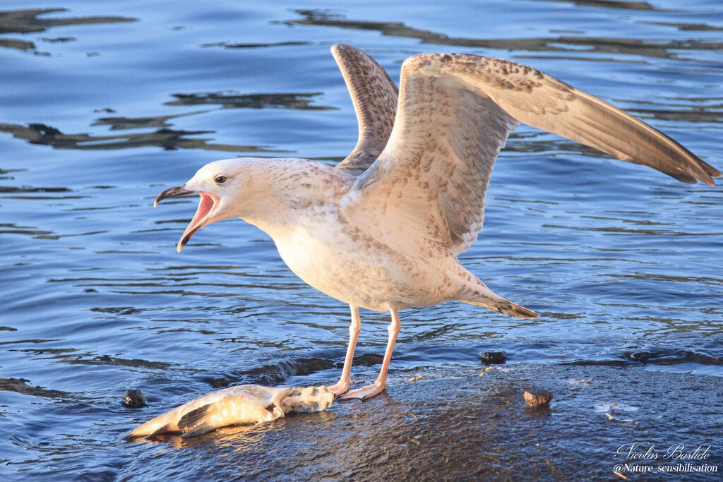 Caspian Gull