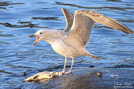 Caspian Gull