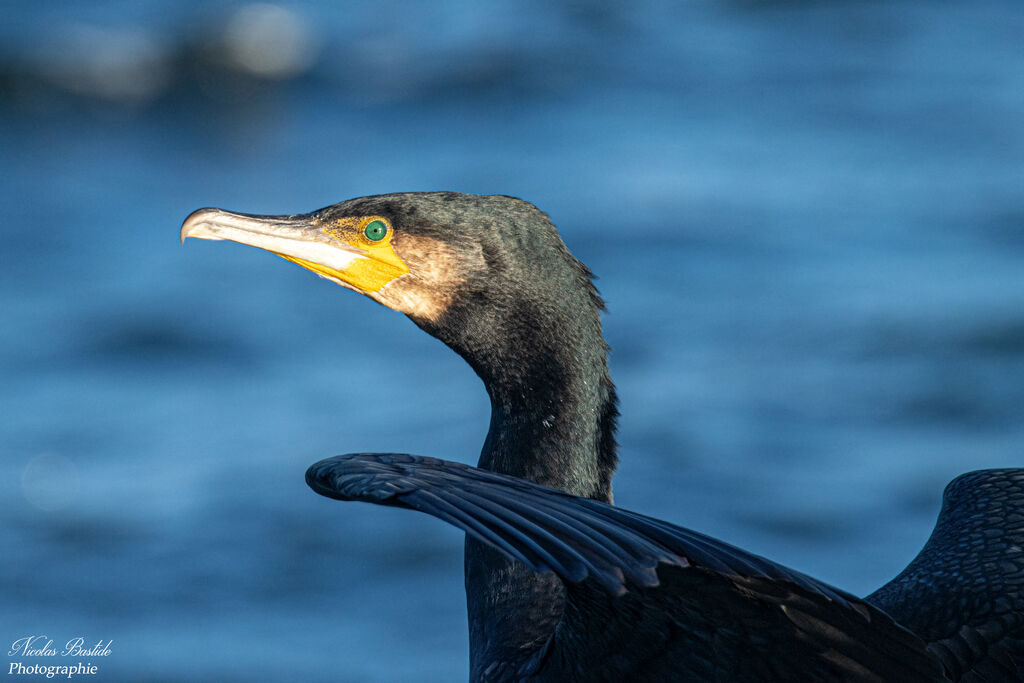 Great Cormorant