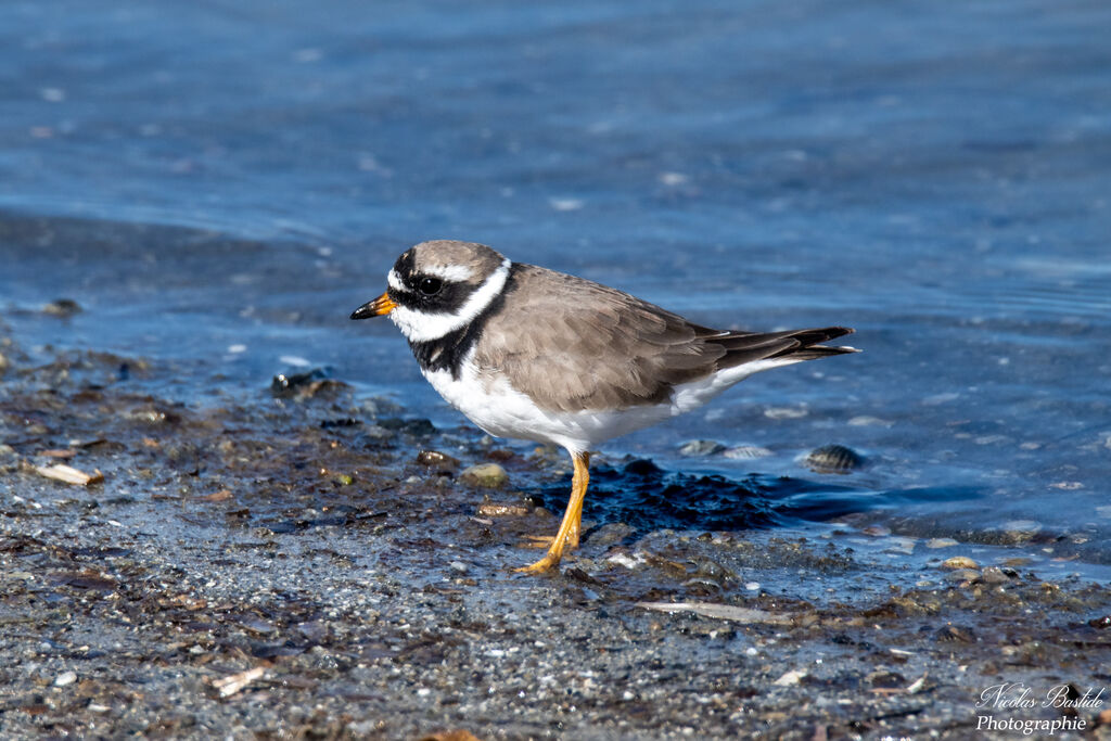 Common Ringed Plover