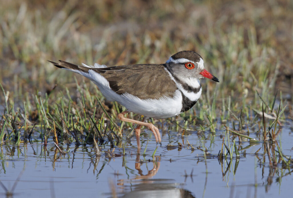 Three-banded Plover