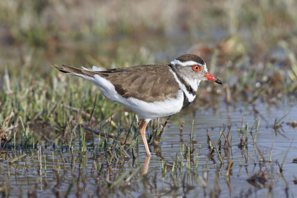 Three-banded Plover