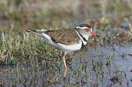 Three-banded Plover