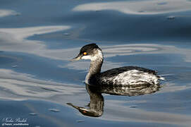 Black-necked Grebe