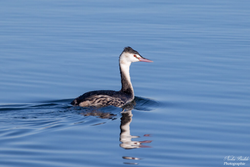 Great Crested Grebe