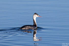 Great Crested Grebe