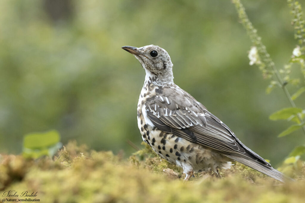 Mistle Thrush