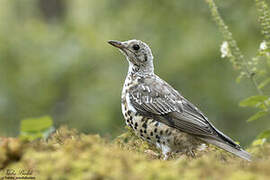 Mistle Thrush