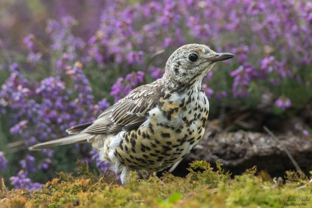 Mistle Thrush