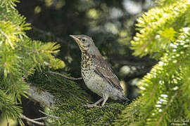 Fieldfare