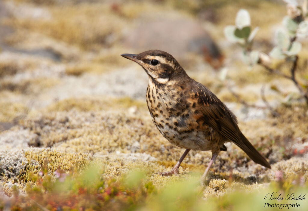 Redwing