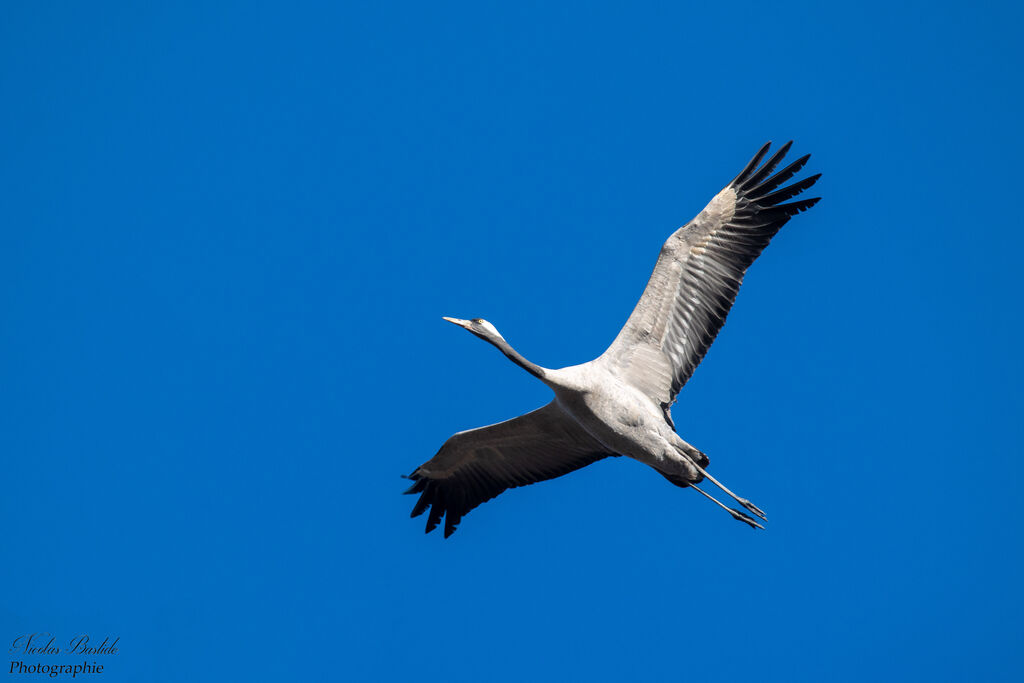 Common Crane