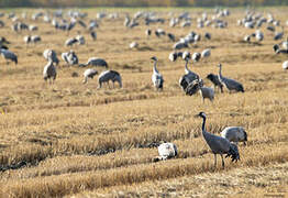 Common Crane