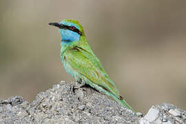 Arabian Green Bee-eater