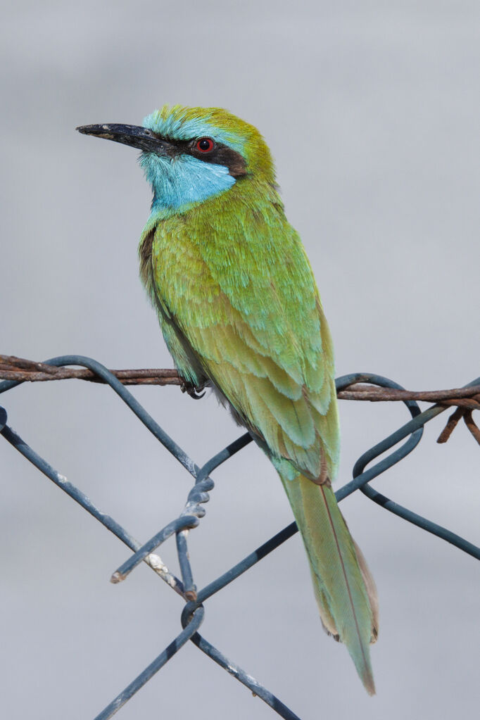 Arabian Green Bee-eater