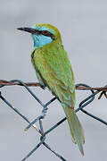 Arabian Green Bee-eater