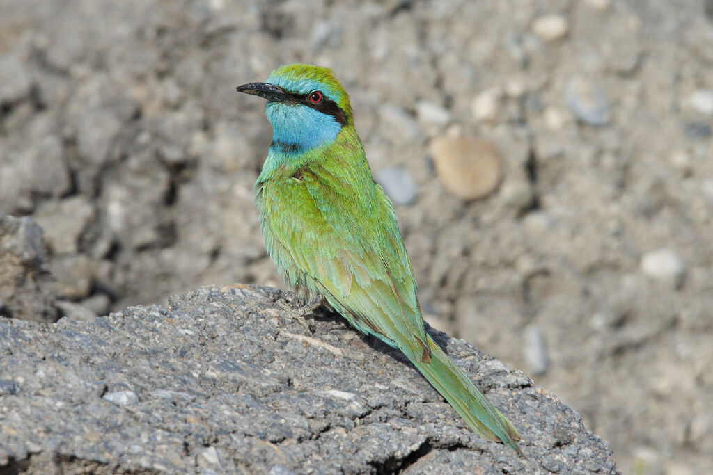 Arabian Green Bee-eater