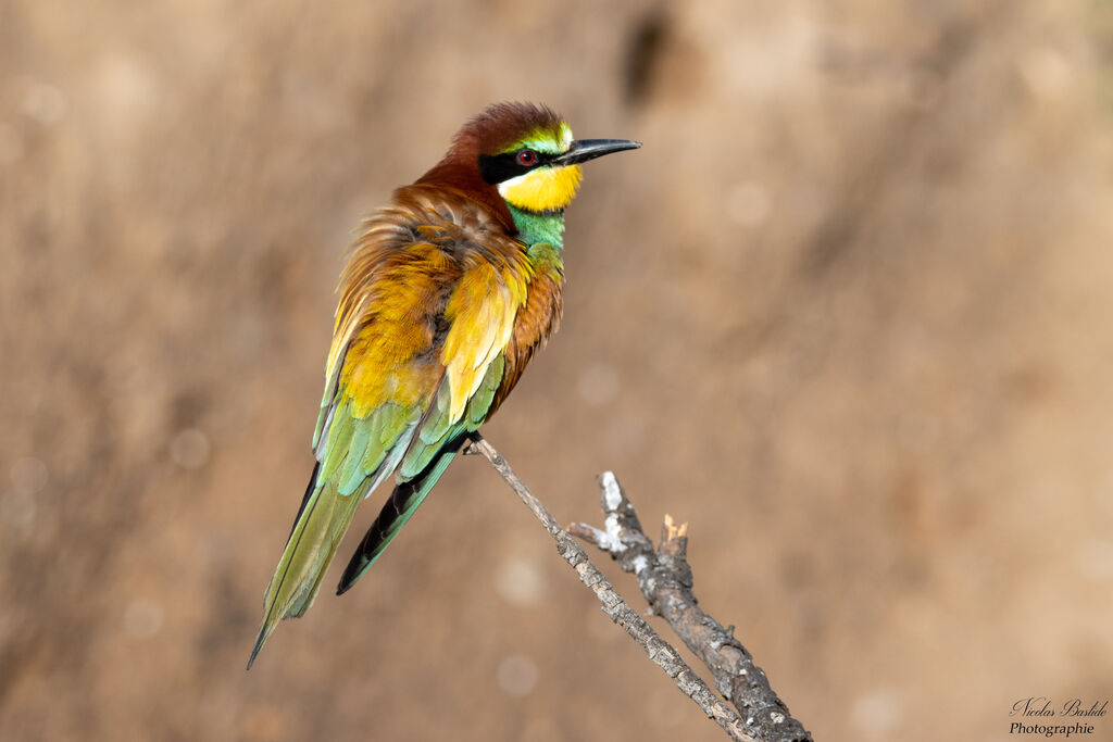 European Bee-eater