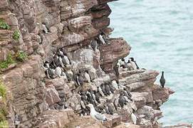 Common Murre